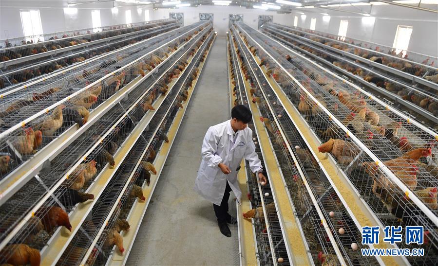 (新華全媒頭條·圖文互動)(10)決戰(zhàn)千山萬弄間——廣西“極貧角落”最后攻堅記