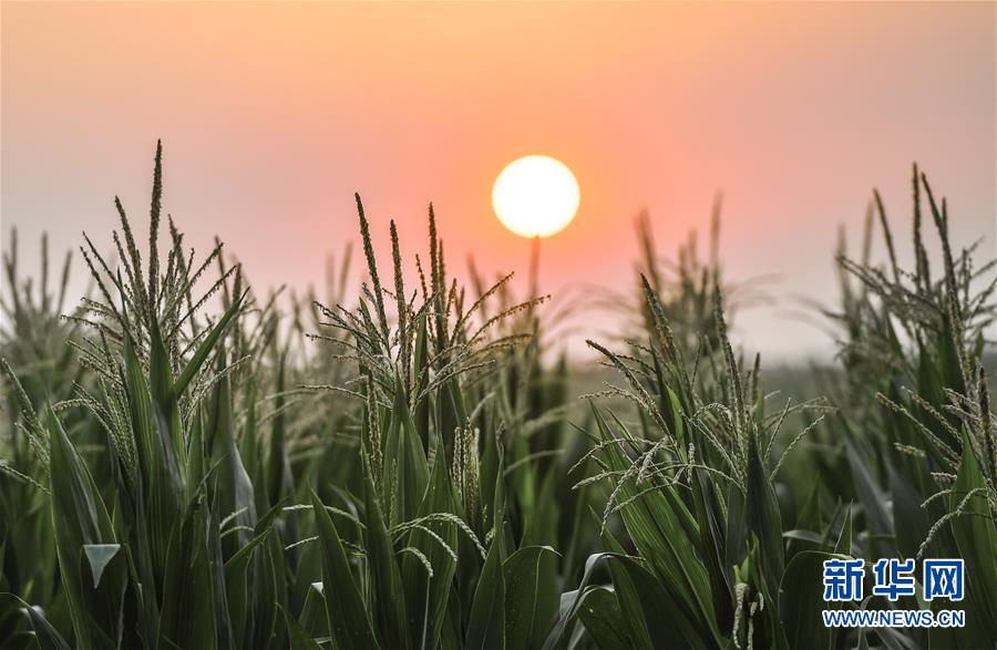 (在習近平新時代中國特色社會主義思想指引下——新時代新作為新篇章·習近平總書記關切事·圖文互動)(7)讓百姓吃得飽還要吃得好——夯實糧食安全基礎端牢中國飯碗