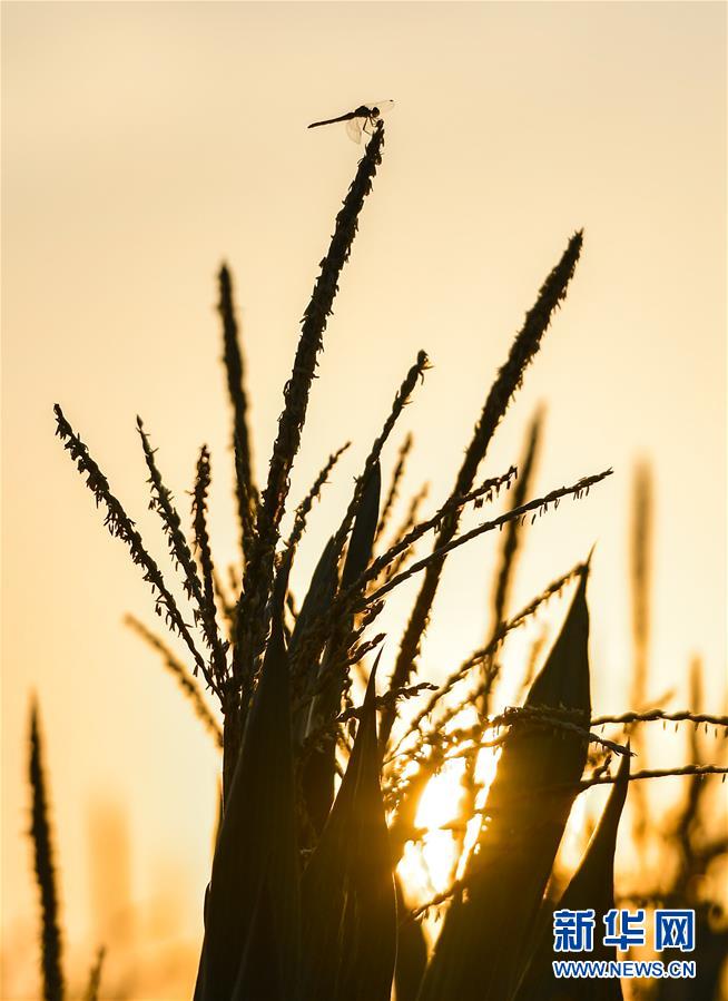 (在習近平新時代中國特色社會主義思想指引下——新時代新作為新篇章·習近平總書記關切事·圖文互動)(9)讓百姓吃得飽還要吃得好——夯實糧食安全基礎端牢中國飯碗