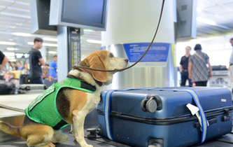 最萌“特工隊(duì)”能聞出箱子里的違禁品