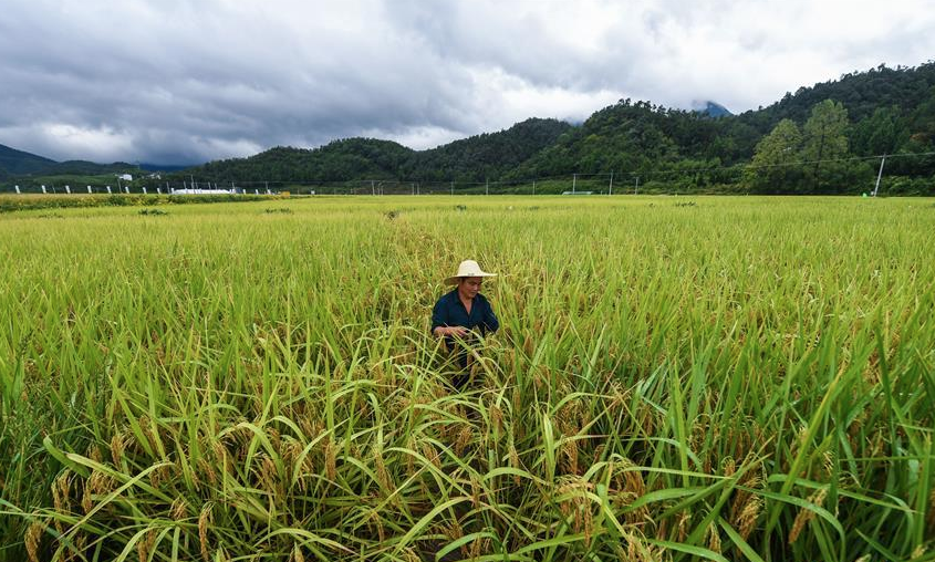 “稻香節”慶豐收