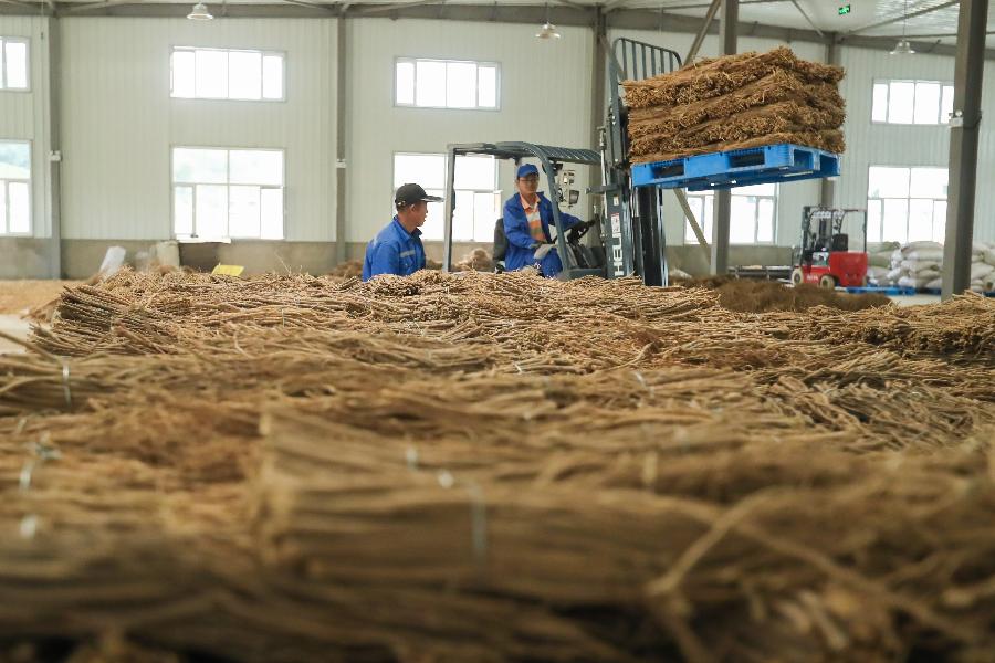 甘肅宕昌:傳統(tǒng)中藥材助脫貧