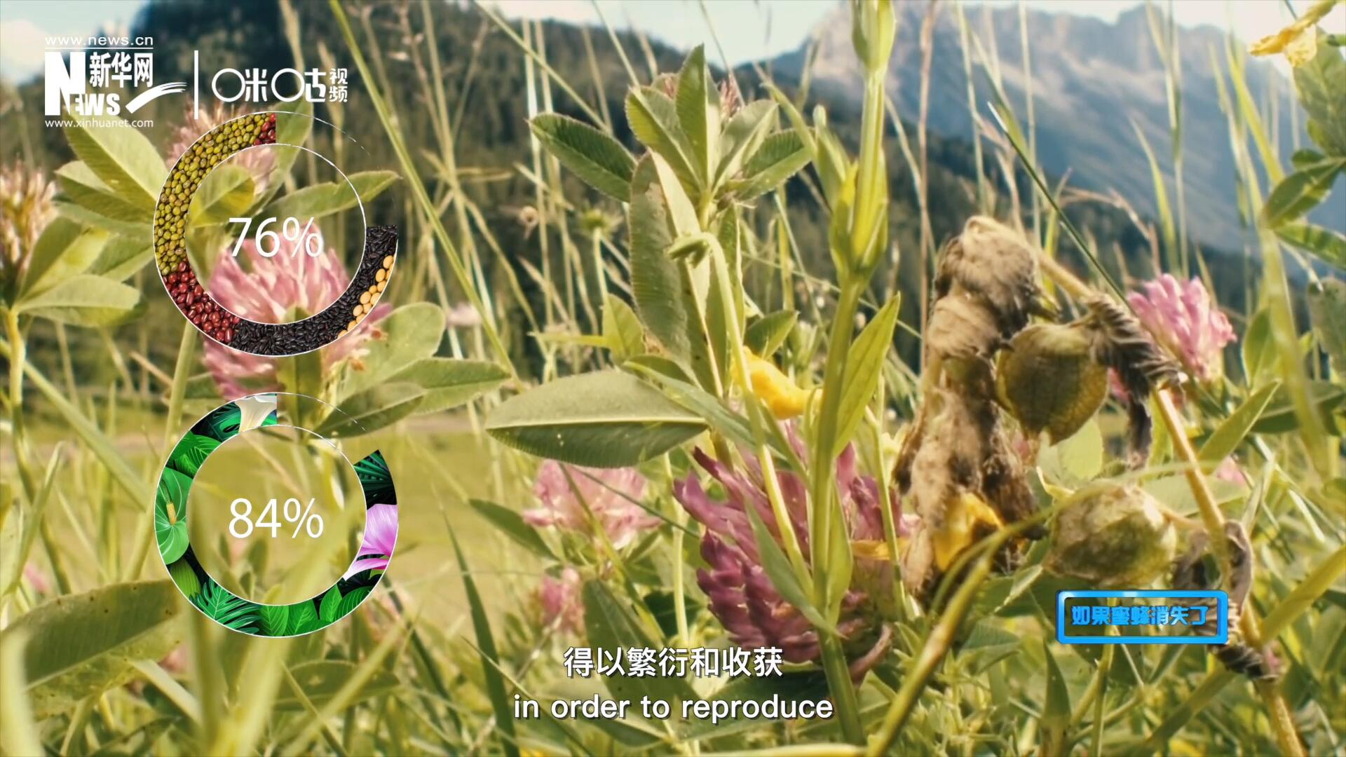 世界上百分之七十六的糧食作物和百分之八十四的植物，通過(guò)蜜蜂傳授花粉得以繁衍和收獲