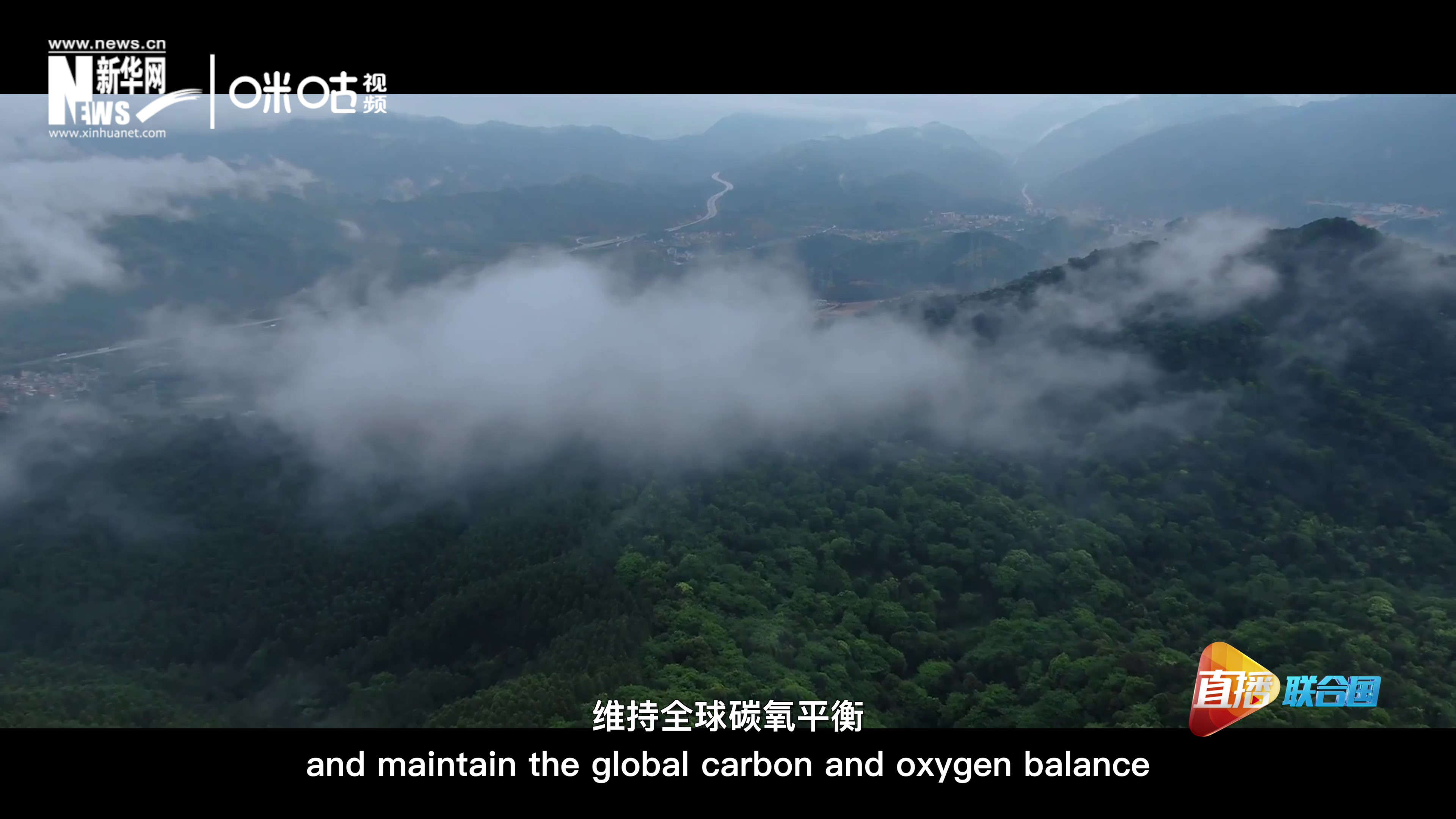 森林的碳匯可以協(xié)助減緩氣候變化，維持全球碳氧平衡