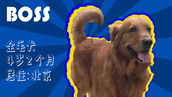 有效拴繩&科學遛狗——如何文明養犬？“撿屎官”們快看過來！