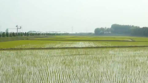 黑龍江：“稻田公園”迎賓客 農民收入穩增長