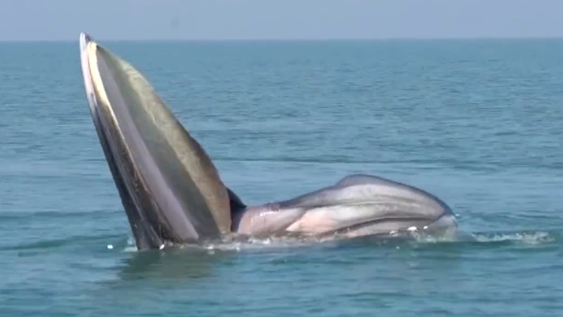 罕見！布氏鯨首次主動靠近科研船