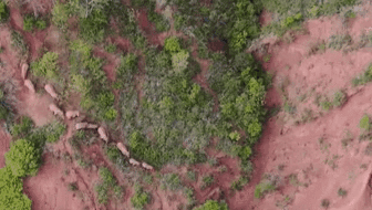 “象”往何方？ 象群正翻山南行 當地有序疏散群眾