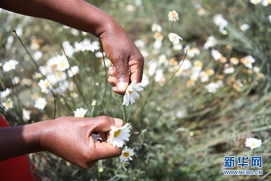 （國(guó)際·中非合作論壇）（4）中國(guó)技術(shù)讓肯尼亞除蟲(chóng)菊種植者受益頗多