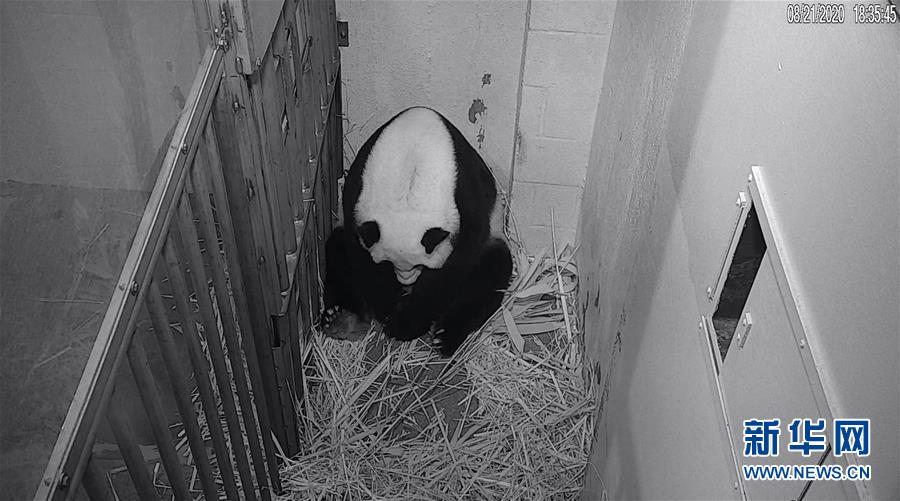 （國際）（1）22歲“高齡”旅美大熊貓“美香”順利產仔