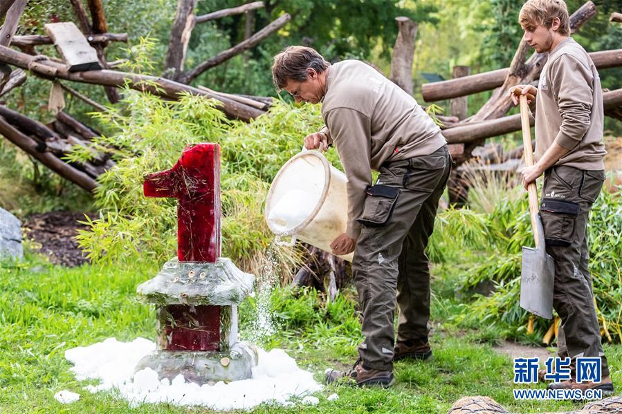 (國際)(2)德國柏林動(dòng)物園為大熊貓雙胞胎慶生