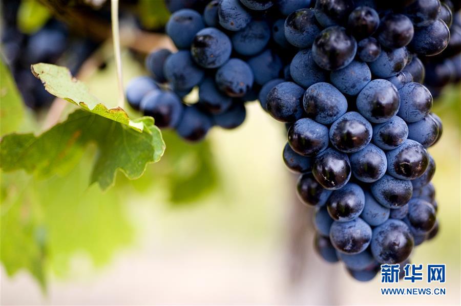 (第三屆進博會·圖文互動)(4)專訪:進博會是了解中國市場的好機會——訪澳大利亞諾瓦維塔葡萄酒集團創始人卡臣