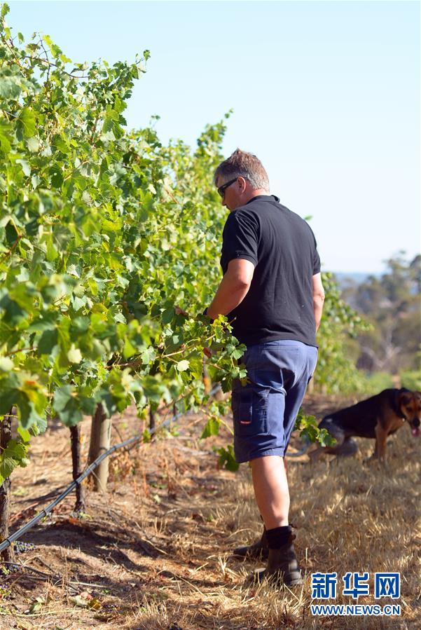 (第三屆進博會·圖文互動)(8)專訪:進博會是了解中國市場的好機會——訪澳大利亞諾瓦維塔葡萄酒集團創始人卡臣
