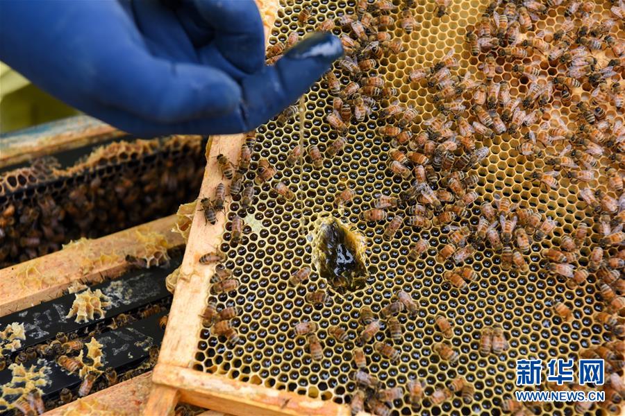 (第三屆進(jìn)博會(huì)·圖文互動(dòng))(6)通訊:新西蘭的進(jìn)博會(huì)味道,甜