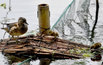 超有愛！西湖里的鴛鴦“愛心橋”升級